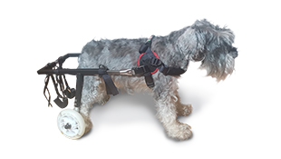 Регулируемая коляска-тренажер для собак, размер XS 
