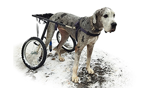 Регулируемая коляска-тренажер для собак, размер XL 