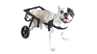 Регулируемая коляска-тренажер для собак, размер S