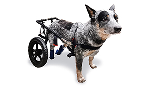 Регулируемая коляска-тренажер для собак, размер М 