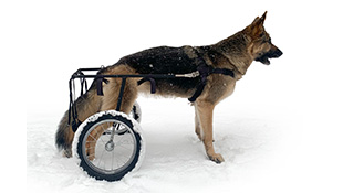 Регулируемая коляска-тренажер для собак, размер L