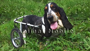 Инвалидная коляска для собак, размер M класс B